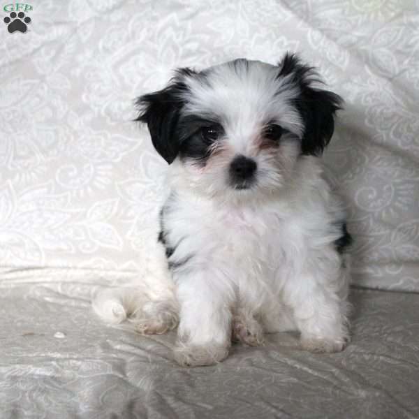 Spotty, Maltipoo Puppy